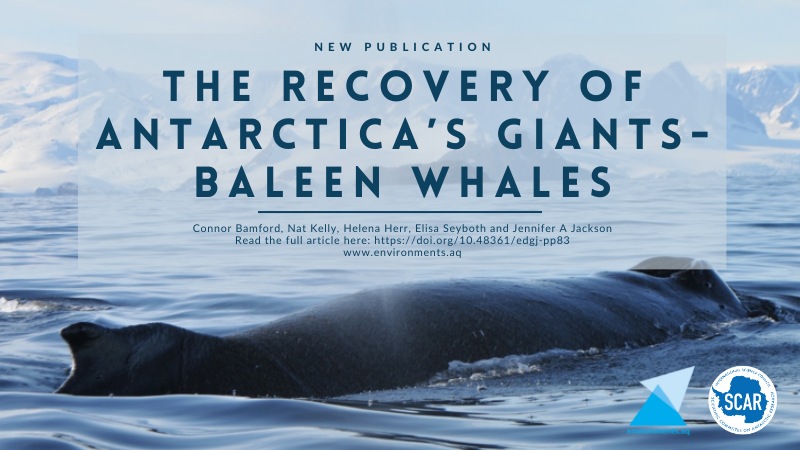Recovery of Whales