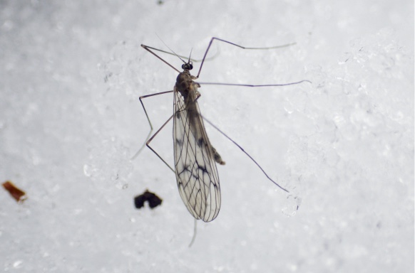 Trichocera maculipennis