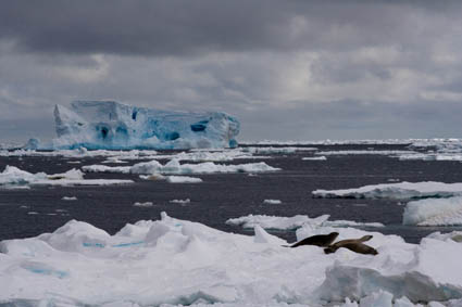 Iceberg and sea ice with open sea
