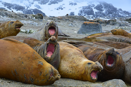 Elephant Seals, South Orkney (image: Angelika Brandt)