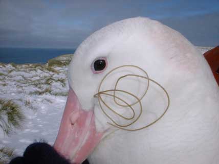 Plastic albatross string web