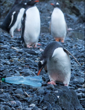 Plastic bottle penguin web