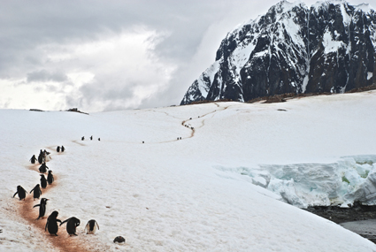 Wildlife Category - Highly Commended: Oona Stern (USA)