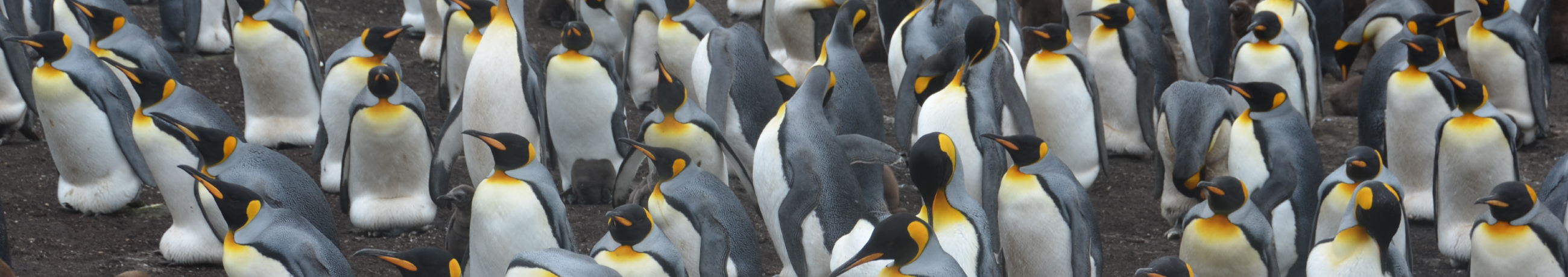 Crowd of penguins