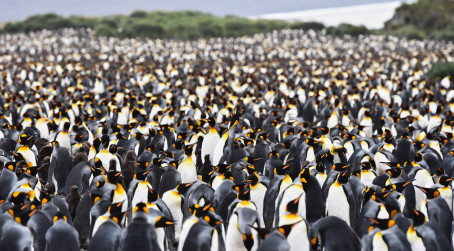 Penguin colony, image provided by Ramcharan Vijayaraghavan