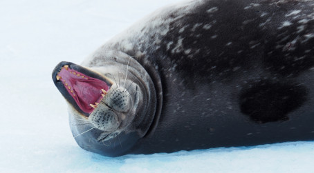 Seal rolling over with mouth wide open