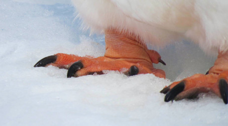 Close up of penguin's feet
