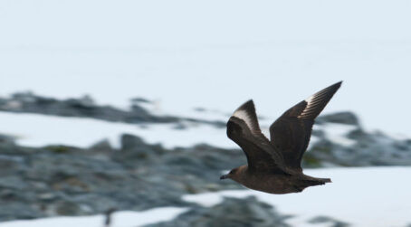 View Essential Biodiversity Variables Framework for Terrestrial Antarctic and Sub-Antarctic Ecosystems Report